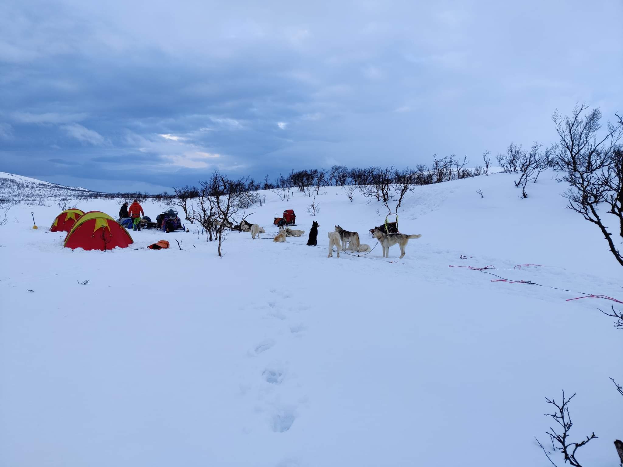 Dog sledding adventure in Finnmark