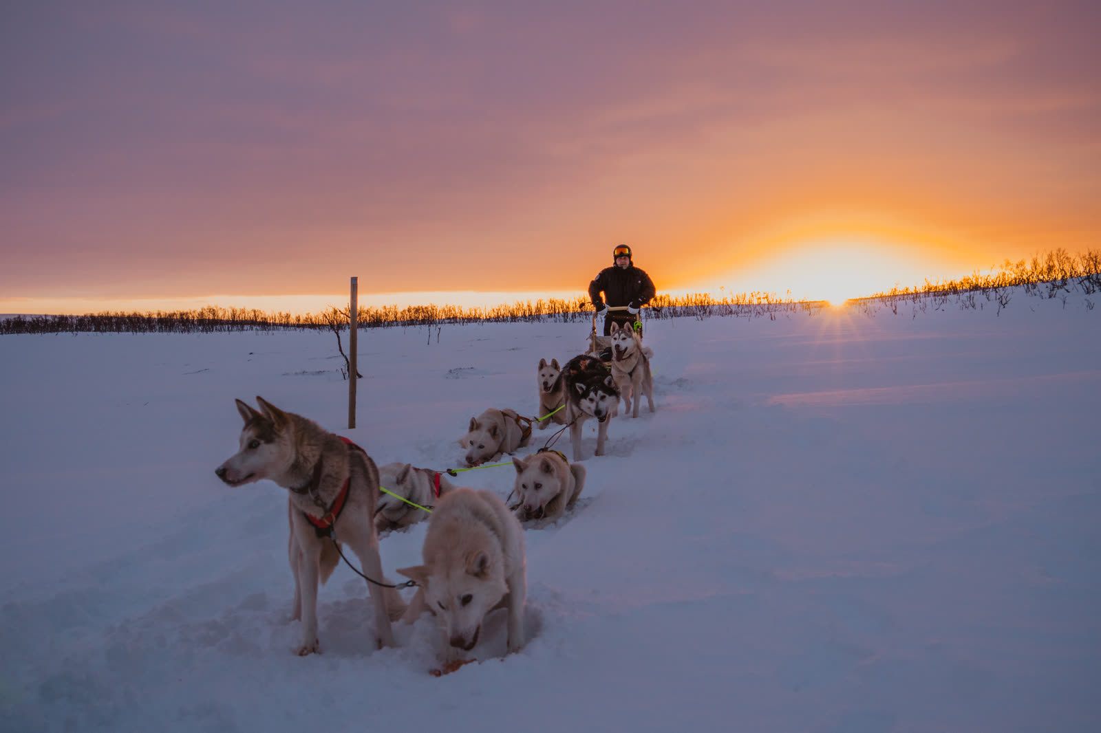 Huskies and sled in Arctic landscape