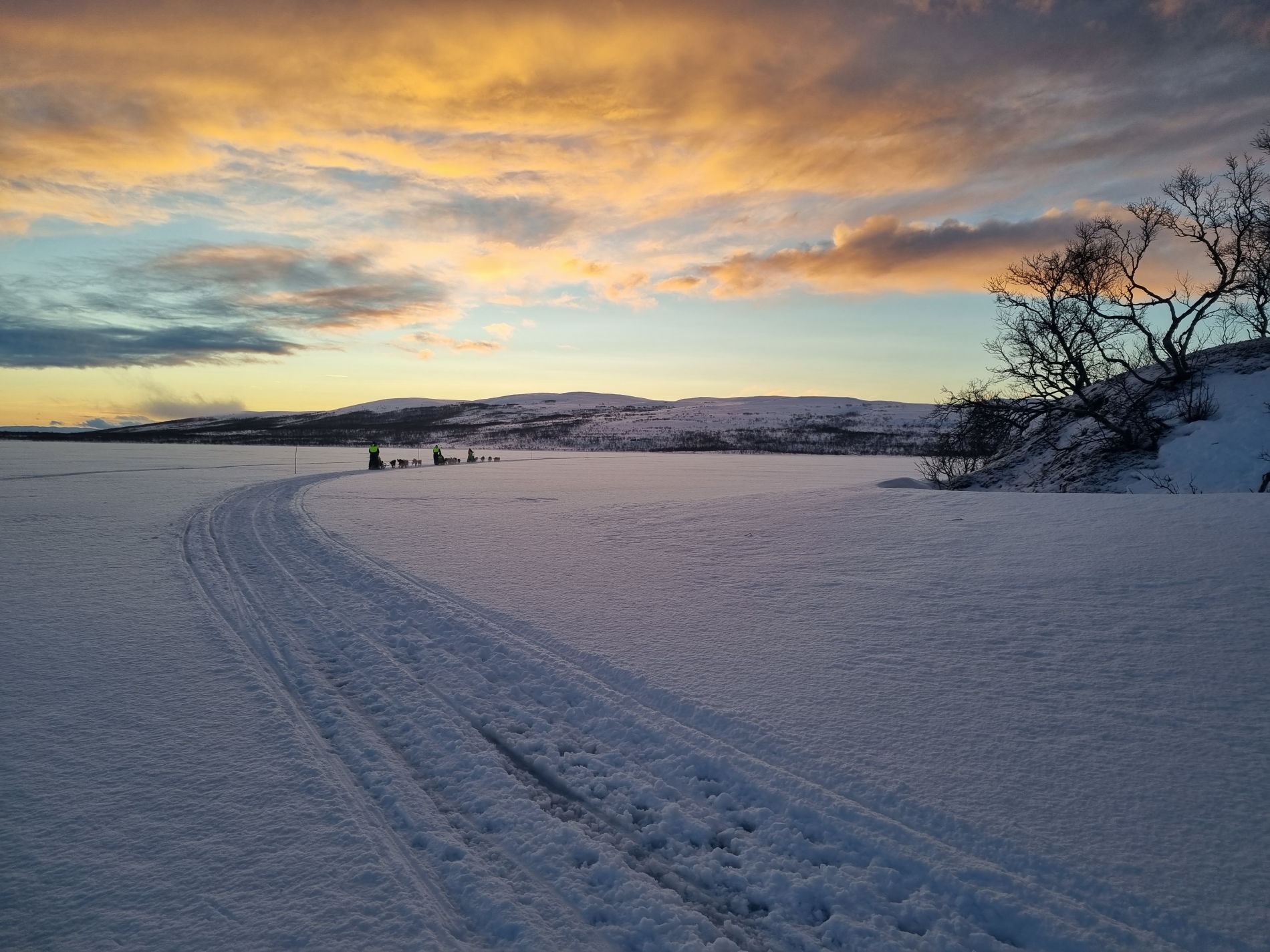 Dog sledding through Arctic Norway
